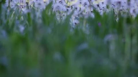 Forest reveals itself behind the meadow full of Common Dandelions Stock Footage 130442667