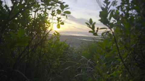 Forest reveals the sunset Stock Footage 59866437