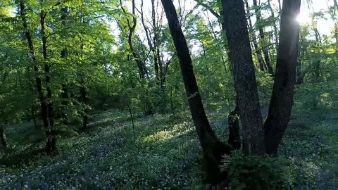 In the forest reverse Vídeos de archivo 89639608