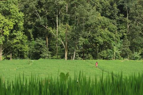 Forest with rice fields Stock Photos