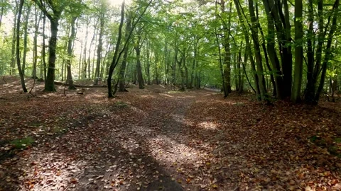 Forest Ride Stock Footage 140917965