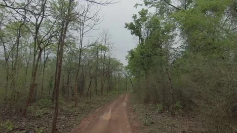 Forest ride Stock-Footage 144871987