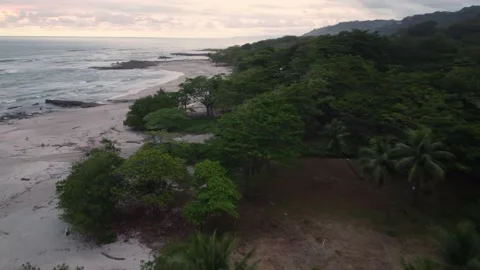 Forest right next to the ocean Stock Footage 166561628