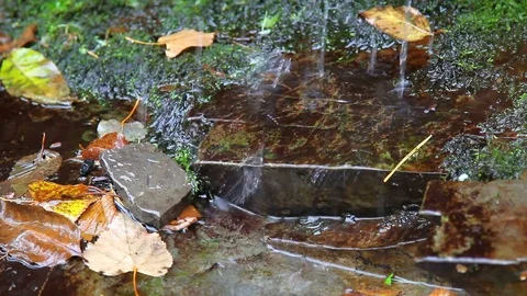 Forest rill flowing out from under the rocks Video stock 69798776