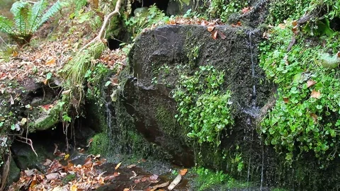 Forest rill flowing out from under the rocks Video stock 69798871