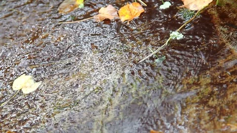Forest rill flowing out from under the rocks Stock Footage 69798935