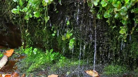 Forest rill flowing out from under the rocks Stock Footage 69798946