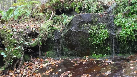 Forest rill flowing out from under the rocks Stock Footage 69798950