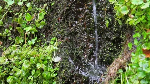 Forest rill flowing out from under the rocks Video stock 69799409