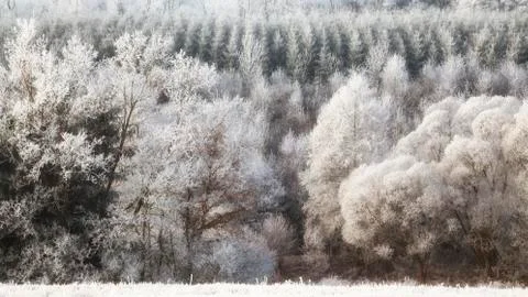 Forest with a rime Stock Photos
