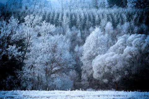 Forest with a rime Stock Photos
