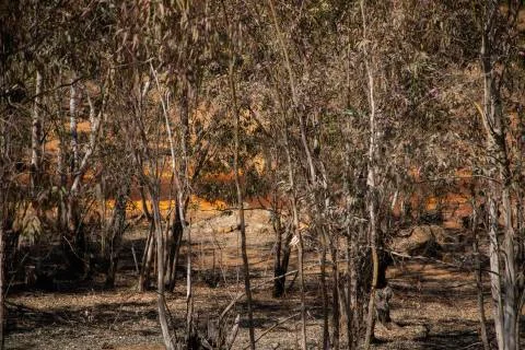 Forest in Rio Tinto Stock Photos