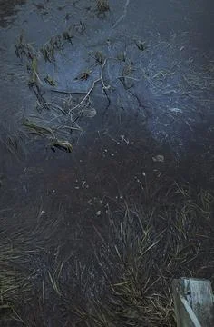 Forest ripples Stock Photos