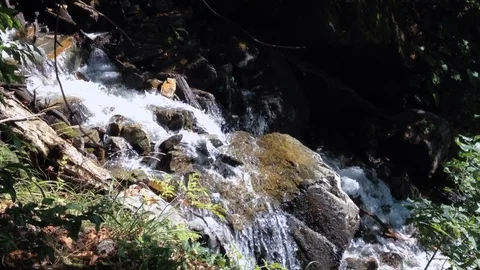 Forest River 10 Vídeo Stock 90901528