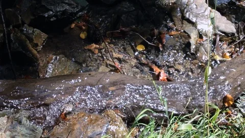 Forest River 11 Vídeos de archivo 90901672