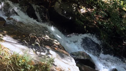 Forest River 12 Vídeos de archivo 90901828