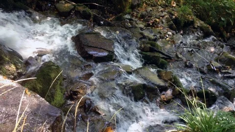 Forest River 13 Vídeo Stock 90901923