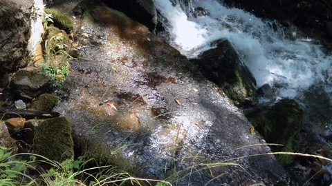 Forest River 15 Vídeo Stock 91658506