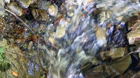 Forest River 16 Vídeos de archivo 91780878