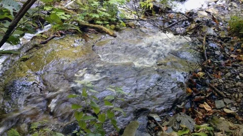 Forest River 17 Vídeos de archivo 91656218