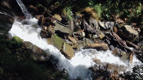 Forest River 19 Vídeos de archivo 91656262