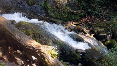 Forest River 2 Vídeos de archivo 90808192