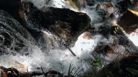 Forest River 20 Vídeos de archivo 91656291