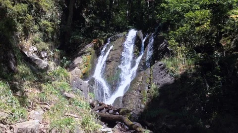 Forest River 21 Vídeos de archivo 91656297