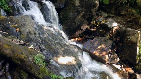 Forest River 23 Vídeos de archivo 91656339