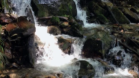 Forest River 3 Vídeo Stock 90900957