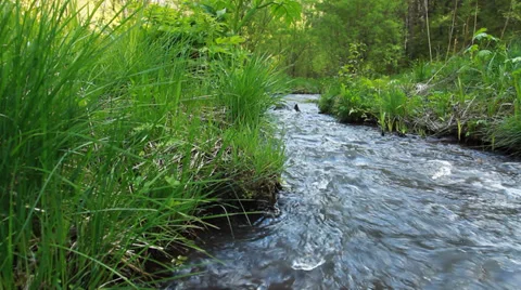 Forest River 31 Video stock 39694668