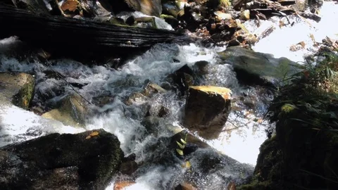 Forest River 4 Vídeos de archivo 90900972