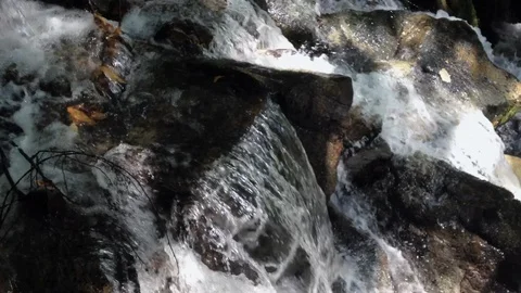 Forest River 5 Vídeos de archivo 90901127