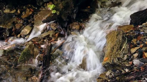 Forest River 6 Vídeo Stock 90901149