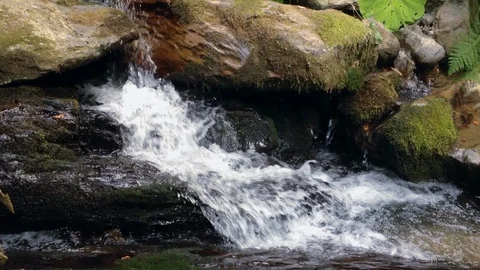 Forest River 7 Vídeos de archivo 90901303