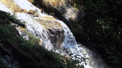 Forest River 8 Vídeo Stock 90901359