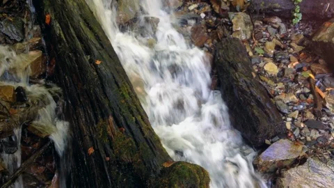 Forest River 9 Vídeo Stock 90901517