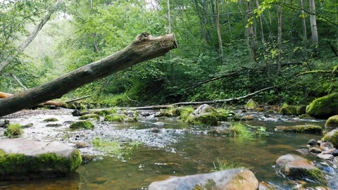 Forest river, aerial smooth motion. Natural stream in the green summer forest 動画素材 115629378