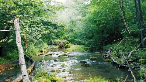 Forest river, aerial smooth motion. Natural stream in the green summer forest Stock-Footage 115629384