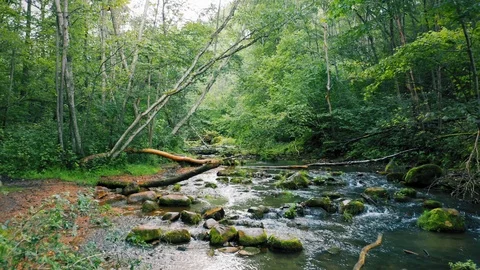 Forest river, aerial smooth motion. Natural stream in the green summer forest Stock Footage 115629402