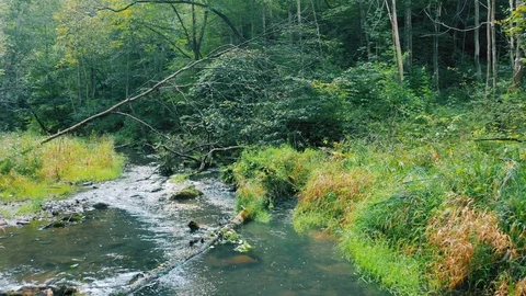 Forest river, aerial smooth motion. Natural stream in the green summer forest Stock Footage 115629427