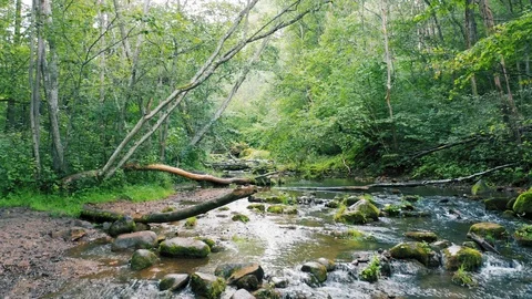 Forest river, aerial smooth motion. Natural stream in the green summer forest Stock Footage 115629432