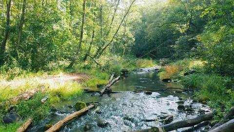 Forest river, aerial smooth motion. Natural stream in the green summer forest 스톡 동영상 115629435