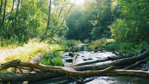 Forest river, aerial smooth motion. Natural stream in the green summer forest Stock-Footage 115629445