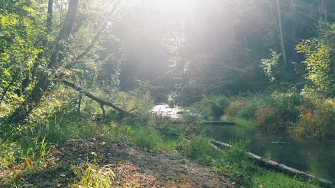 Forest river, aerial smooth motion. Natural stream in the green summer forest Stock Footage 115629449