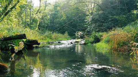 Forest river, aerial smooth motion. Natural stream in the green summer forest Stock Footage 115629459