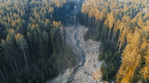 Forest River, Aerial View 動画素材 87696528