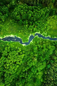 Forest, river and blooming algae. Aerial view of wildlife, Poland. Stock Photos