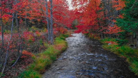 Forest River and Fall Foliage in North America Stock Footage 123510169