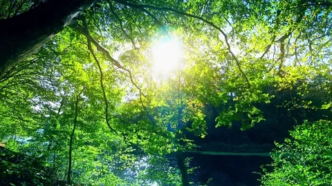 Forest, river and sun Stock Footage 80598532